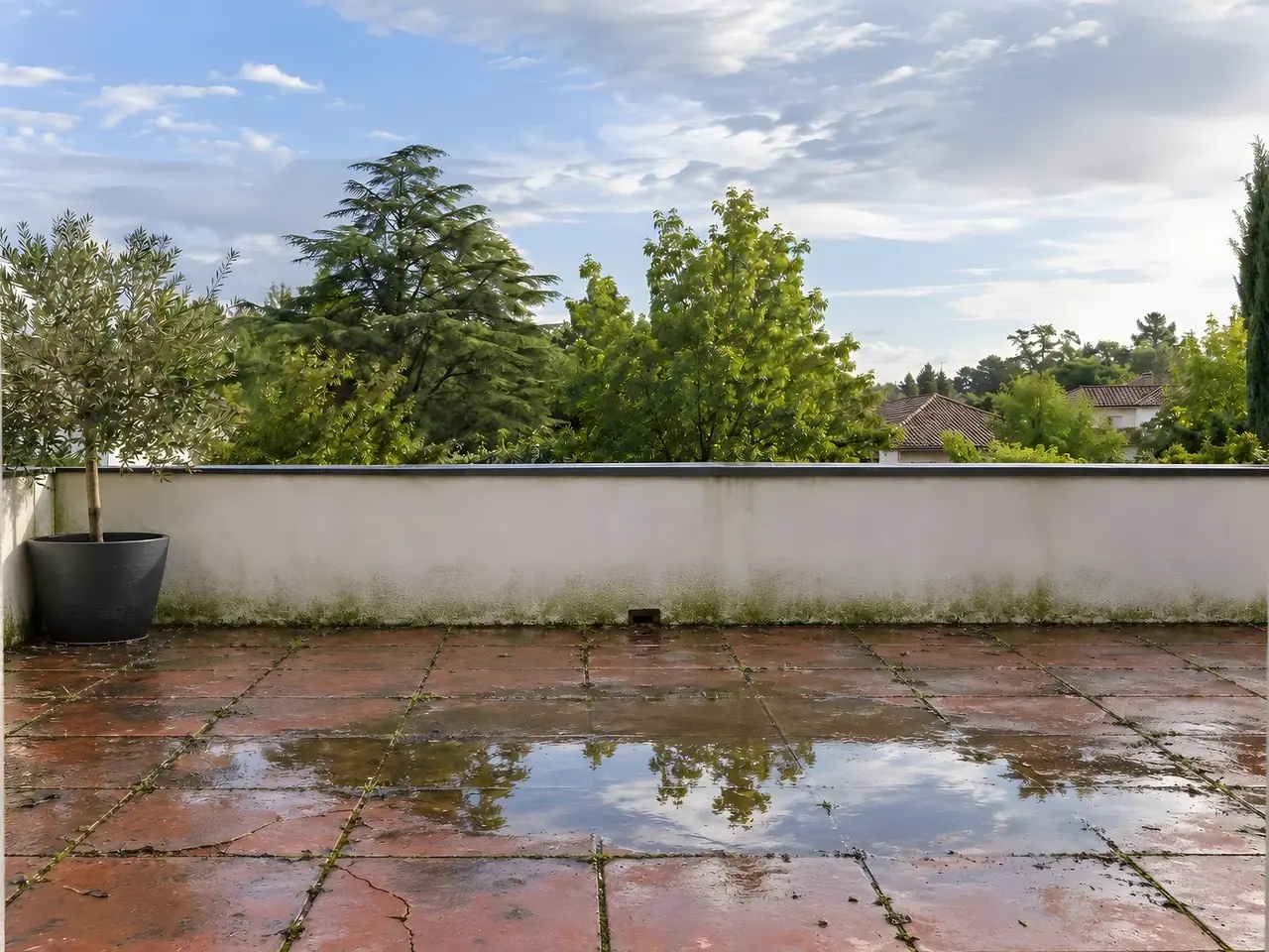 Terrasse au carrelage rouge brique fissuré aux joints verdis, grande flaque d’eau au milieu, olivier en pot