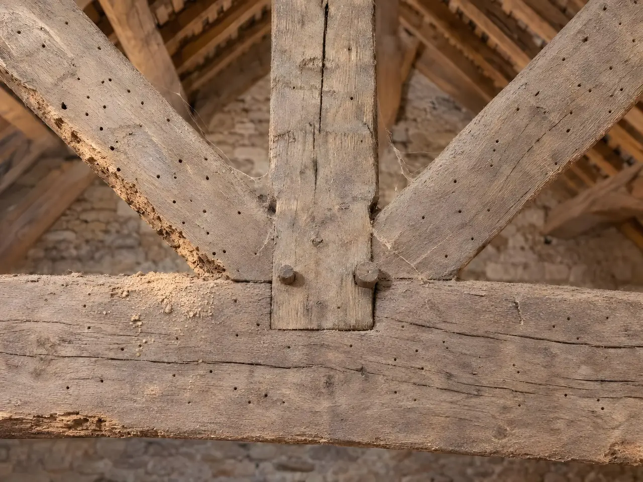 Assemblage de charpente en chêne gris et poussiéreux, criblé de petits trous, sciure claire posée sur l’entrait